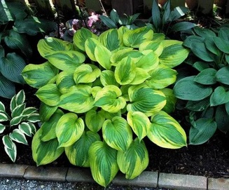Hosta Summer Breeze (8012)